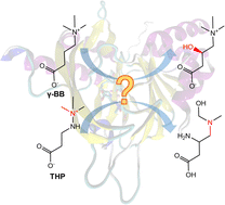 Graphical abstract: Theoretical investigation of the reaction mechanism of THP oxidative rearrangement catalysed by BBOX