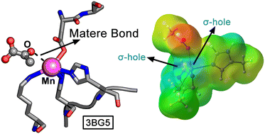 Graphical abstract: Manganese matere bonds in biological systems: PDB inspection and DFT calculations