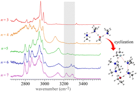 Graphical abstract: Hydrogen bond network structures of protonated dimethylamine clusters H+(DMA)n (n = 3–7)