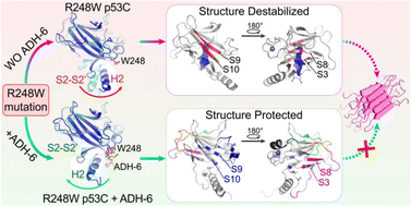 Graphical abstract: Oncogenic R248W mutation induced conformational perturbation of the p53 core domain and the structural protection by proteomimetic amyloid inhibitor ADH-6