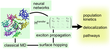 Graphical abstract: Non-adiabatic molecular dynamics simulations provide new insights into the exciton transfer in the Fenna–Matthews–Olson complex