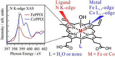 Graphical abstract: Metal–ligand delocalization of iron and cobalt porphyrin complexes in aqueous solutions probed by soft X-ray absorption spectroscopy