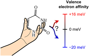 Graphical abstract: The valence electron affinity of uracil determined by anion cluster photoelectron spectroscopy