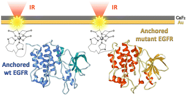 Graphical abstract: Probing conformational dynamics of EGFR mutants via SEIRA spectroscopy: potential implications for tyrosine kinase inhibitor design