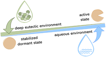 Graphical abstract: Enhancing protein stability under stress: osmolyte-based deep eutectic solvents as a biocompatible and robust stabilizing medium for lysozyme under heat and cold shock