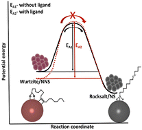 Graphical abstract: Rapid nucleation and optimal surface–ligand interaction stabilize wurtzite MnSe