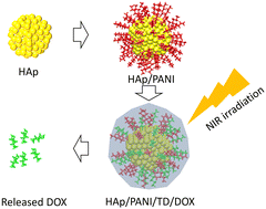 Graphical abstract: Loading polyaniline (PANI) nanoparticles to mesoporous hydroxyapatite (HAp) spheres for near infrared (NIR) induced doxorubicin (DOX) drug delivery and colon cancer treatment
