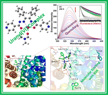 Graphical abstract: Unravelling molecular interaction of the uranyl(vi) complex with bovine serum albumin