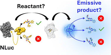 Graphical abstract: Behind the glow: unveiling the nature of NanoLuc reactants and products