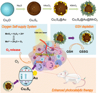 Graphical abstract: An endogenous oxygen self-supplied nanoplatform with GSH-depleted and NIR-II triggered electron–hole separation for enhanced photocatalytic anti-tumor therapy