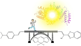 Graphical abstract: Molecular engineering of BODIPY-bridged fluorescent probes for lysosome imaging – a computational study