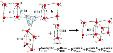 Graphical abstract: On the synergetic effects of cyclic cooperativity in water clusters