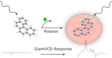 Graphical abstract: Introducing the new concept of a chiral-polaron giant-IRAV signature, optical-active giant-response in vibrational circular dichroism