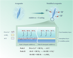 Graphical abstract: Two anti-acidification pathways for the dissolution process of aragonite in acidified artificial seawater with different additives: bonded with bicarbonate or hydrogen ions