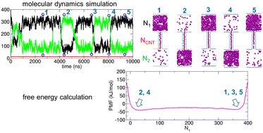 Graphical abstract: Fluctuation-induced extensive molecular transport via modulation of interaction strength