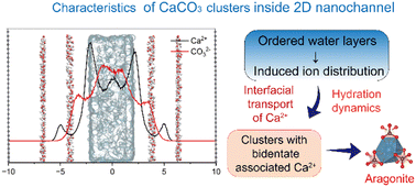 Graphical abstract: Microscopic insights into the effects of interfacial dynamics and nanoconfinement on characteristics of calcium carbonate clusters within two-dimensional nanochannels