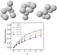 Graphical abstract: Magnetization of immobilized multi-core particles with varying internal structures
