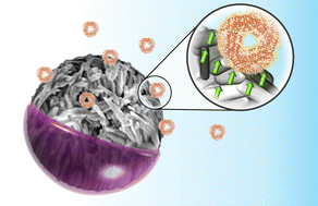 Graphical abstract: Probing spin effects in phycocyanin using Janus-like ferromagnetic microparticles