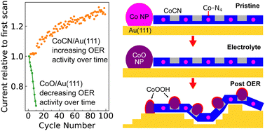 Graphical abstract: X-ray spectroscopy characterization of cobalt stabilization within a monolayer carbon nitride in the oxygen evolution reaction
