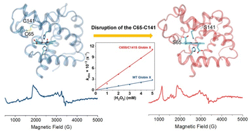 Graphical abstract: Disruption of a potential disulfide bond of Cys65–Cys141 on the structure and stability of globin X from zebrafish