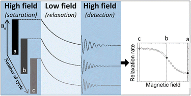 Graphical abstract: Field-dependent relaxation profiles of biomolecular systems