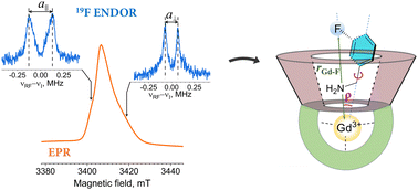 Graphical abstract: Host–guest geometry in paramagnetic cavitands elucidated by 19F electron-nuclear double resonance