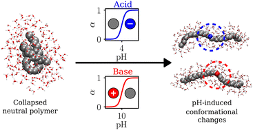 Graphical abstract: A generic model for pH-sensitive collapse of hydrophobic polymers
