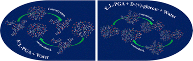 Graphical abstract: Revealing water structure modification by a sodium–glucose cotransporter-2 inhibitor-type antidiabetic drug with d-(+)-glucose in aqueous media