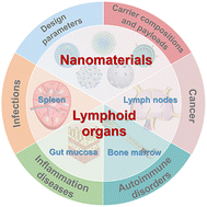 Graphical abstract: Lymphoid organ-targeted nanomaterials for immunomodulation of cancer, inflammation, and beyond