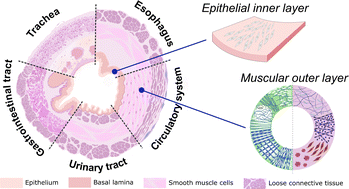 Graphical abstract: Biomimetic tubular materials: from native tissues to a unifying view of new vascular, tracheal, gastrointestinal, oesophageal, and urinary grafts