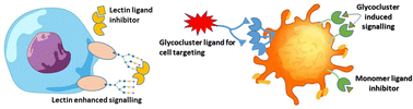 Graphical abstract: Small lectin ligands as a basis for applications in glycoscience and glycomedicine