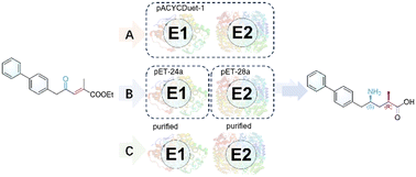 Graphical abstract: Synthesis of a sacubitril precursor via the construction of one-pot chemoenzymatic cascades