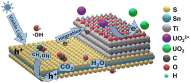 Graphical abstract: In situ construction of a 2D/2D SnS2/MXene heterojunction for visible-light photocatalytic uranium reduction