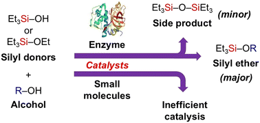 Graphical abstract: Investigating silicatein selectivity and specificity in silicon–oxygen bond condensation and metathesis