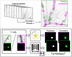 Graphical abstract: Quantitative analysis of miniature synaptic calcium transients using positive unlabeled deep learning