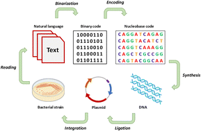 Graphical abstract: Embedding DNA-based natural language in microbes for the benefit of future researchers