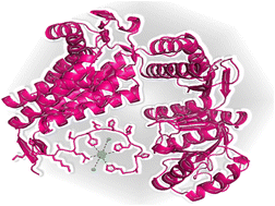 Graphical abstract: Beyond copper: examining the significance of His-mutations in mycobacterial GroEL1 HRCT for Ni(ii) complex stability and formation