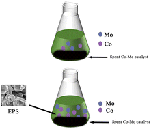 Graphical abstract: Intensified bioleaching of a spent Co–Mo catalyst through the addition of extracellular polymeric substances (EPSs) and its mechanism exploration