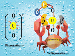Graphical abstract: Unusual redox stability of pentavalent uranium with hetero-bifunctional phosphonocarboxylate: insight into aqueous speciation
