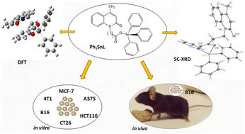 Graphical abstract: Novel triphenyltin(iv) compounds with carboxylato N-functionalized 2-quinolones as promising potential anticancer drug candidates: in vitro and in vivo evaluation