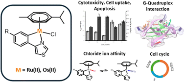 Graphical abstract: Investigating the anticancer potential of 4-phenylthiazole derived Ru(ii) and Os(ii) metalacycles