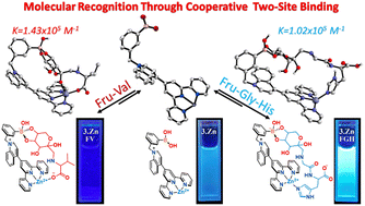 Graphical abstract: Molecular two-point recognition of fructosyl valine and fructosyl glycyl histidine in water by fluorescent Zn(ii)-terpyridine complexes bearing boronic acids