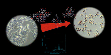 Graphical abstract: Modulating anti-inflammatory and anticancer properties by designing a family of metal-complexes based on 5-nitropicolinic acid