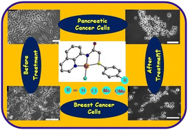 Graphical abstract: Pd(ii) complexes bearing NNS pincer ligands: unveiling potent cytotoxicity against breast and pancreatic cancer