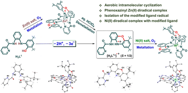 Graphical abstract: Phenoxazinyl Zn(ii) diradical complex formed via redox-driven cyclization of a 2-aminophenol-based N3O ligand. Isolation of the modified N3 ligand radical and its Ni(ii) complex