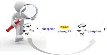 Graphical abstract: Amine-catalyzed substitution in CpFe(CO)2I by phosphine and bisphosphine ligands