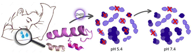 Graphical abstract: Impact of metal coordination and pH on the antimicrobial activity of histatin 5 and the products of its hydrolysis