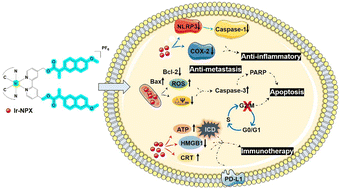 Graphical abstract: Iridium(iii) complexes conjugated with naproxen exhibit potent anti-tumor activities by inducing mitochondrial damage, modulating inflammation, and enhancing immunity