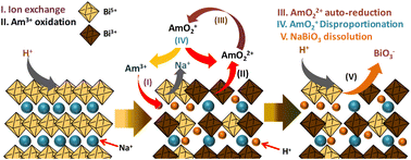 Graphical abstract: Interlayer confinement mediated oxidation of americium by sodium bismuthate and stability of its higher redox states in acidic solution