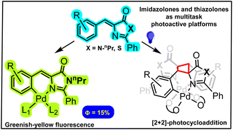 Graphical abstract: Orthopalladated imidazolones and thiazolones: synthesis, photophysical properties and photochemical reactivity